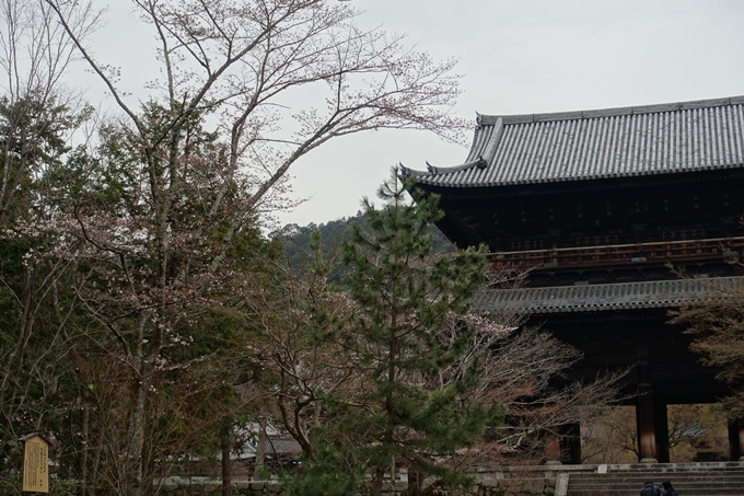 京都桜速報2019_08　No4