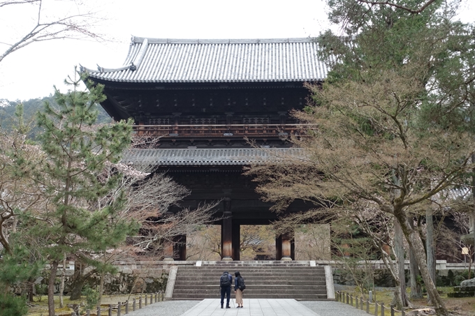 京都桜速報2019_08　No5