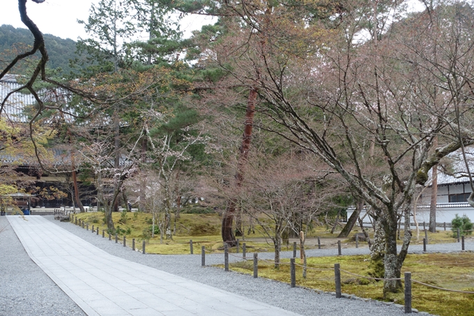 京都桜速報2019_08　No6