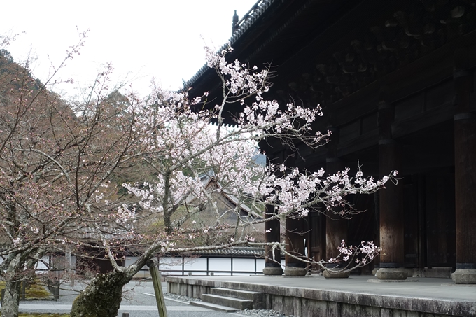 京都桜速報2019_08　No8