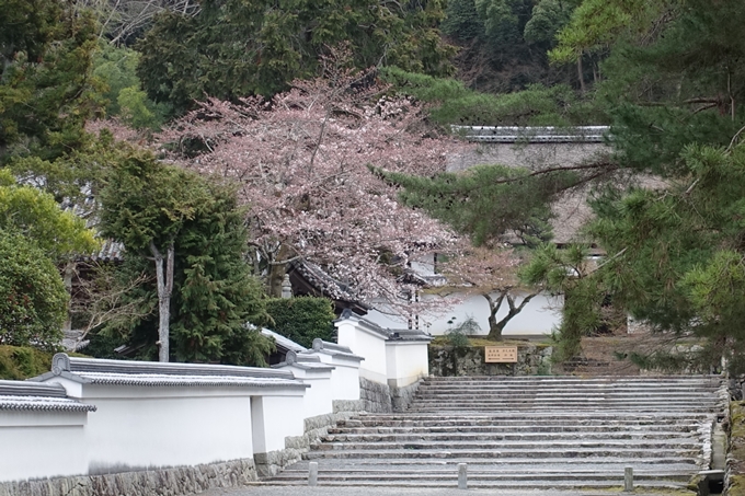 京都桜速報2019_08　No10