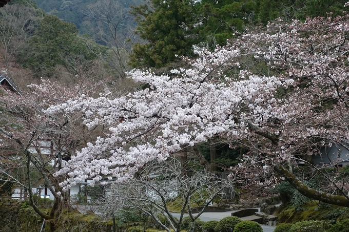 京都桜速報2019_08　No12