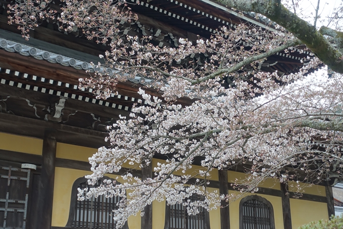 京都桜速報2019_08　No13