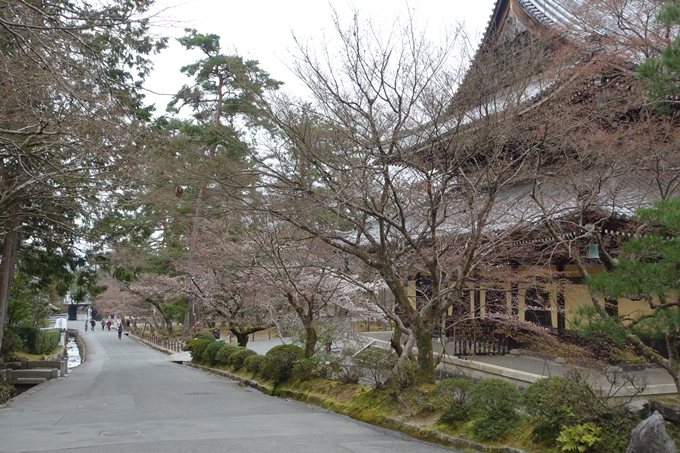 京都桜速報2019_08　No14