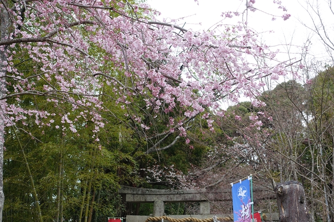 京都桜速報2019_11　No3