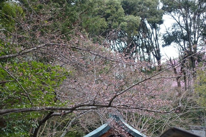 京都桜速報2019_11　No4