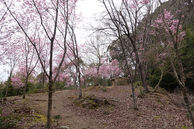 京都桜速報2019_11　No7