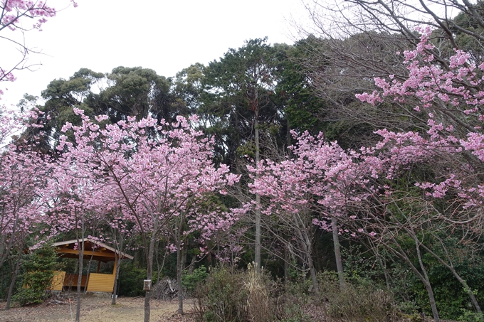 京都桜速報2019_11　No8