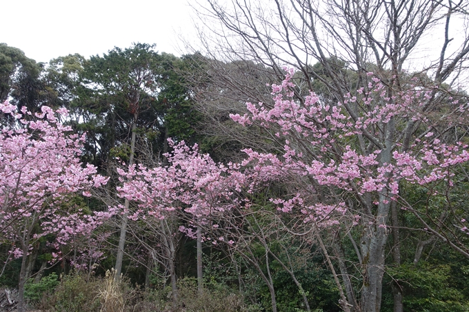 京都桜速報2019_11　No9