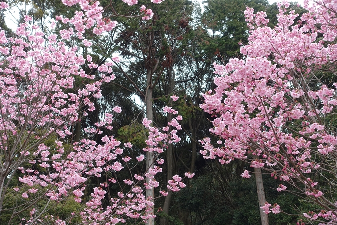 京都桜速報2019_11　No10