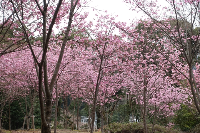 京都桜速報2019_11　No11