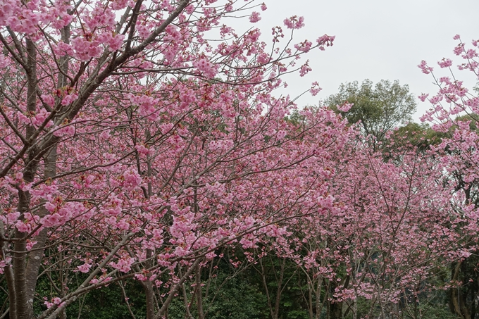 京都桜速報2019_11　No13