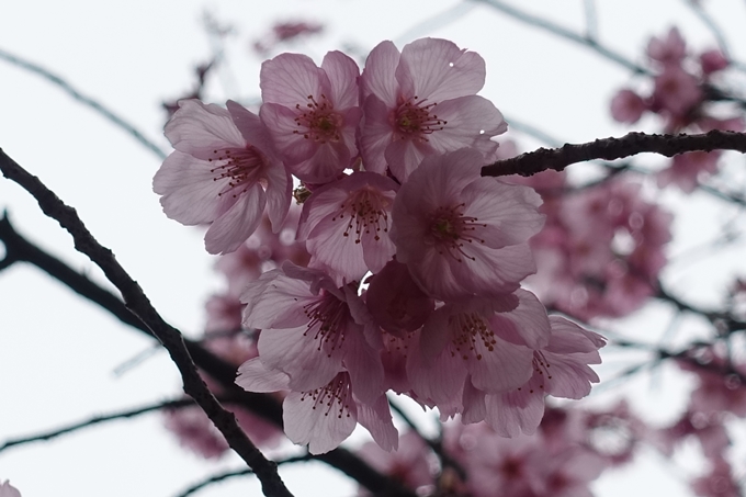 京都桜速報2019_11　No14