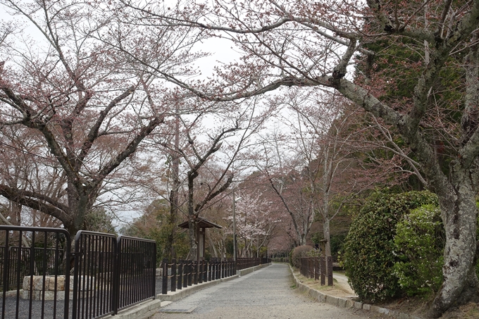 京都桜速報2019_09　No2