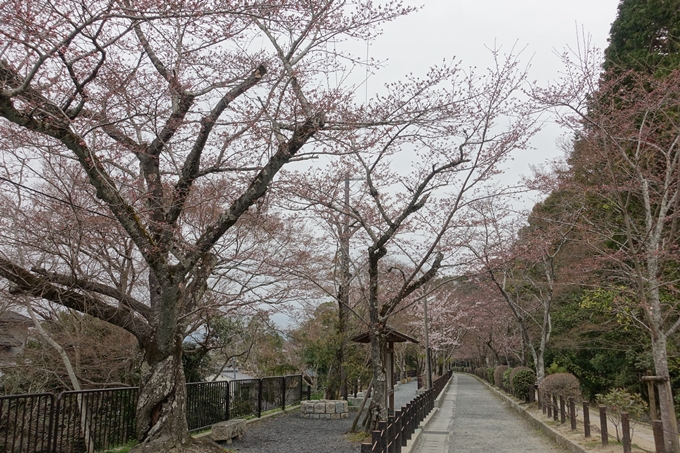 京都桜速報2019_09　No3