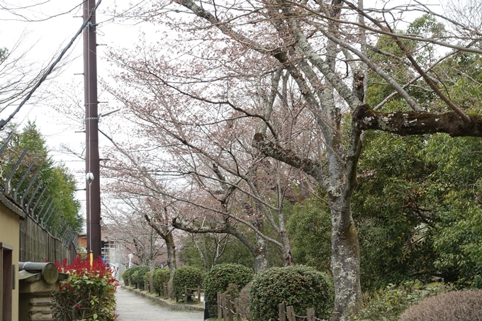 京都桜速報2019_09　No5