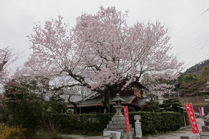 京都桜速報2019_09　No6