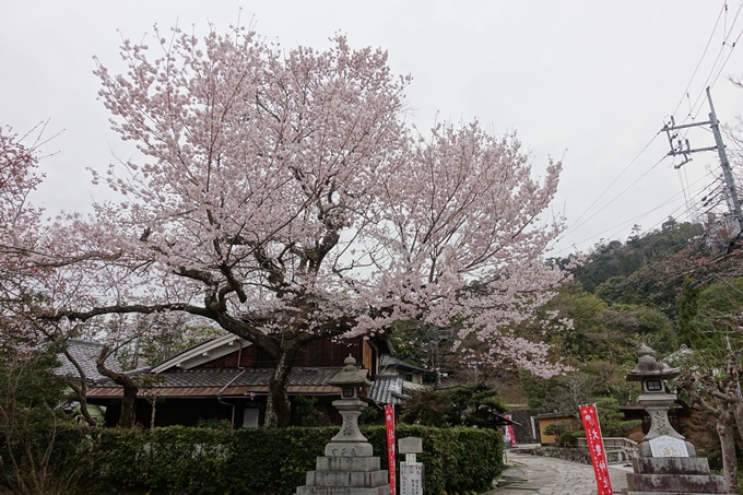 京都桜速報2019_10　No2