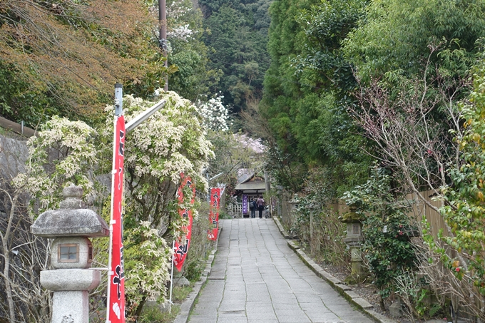 京都桜速報2019_10　No3