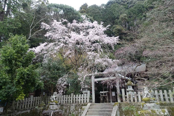 京都桜速報2019_10　No5