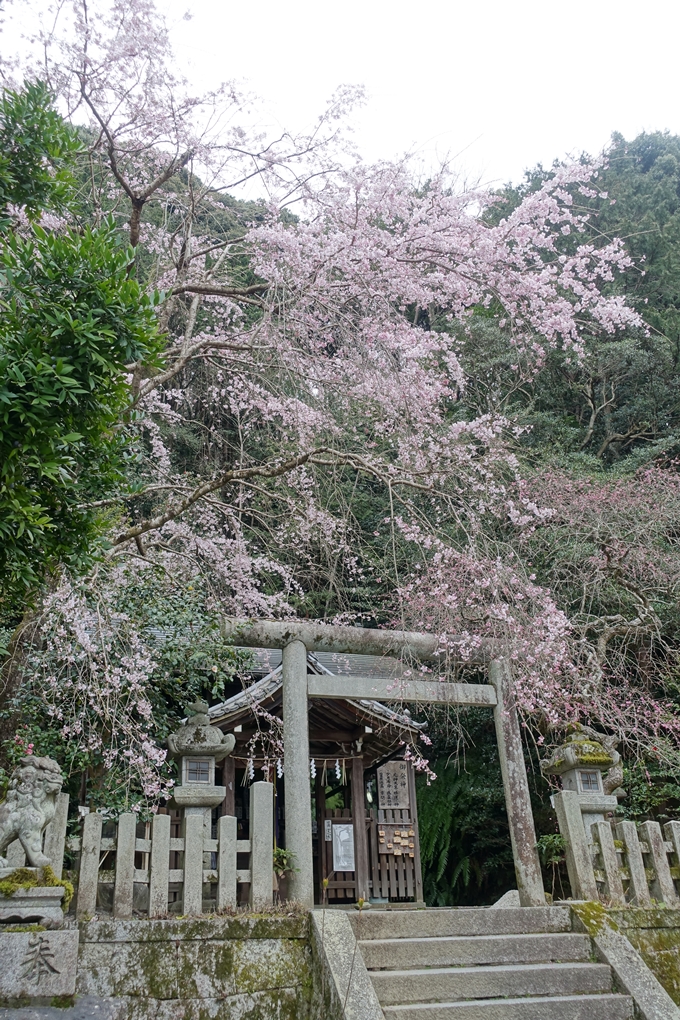 京都桜速報2019_10　No6