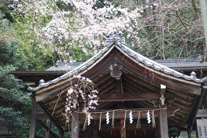 京都桜速報2019_10　No8