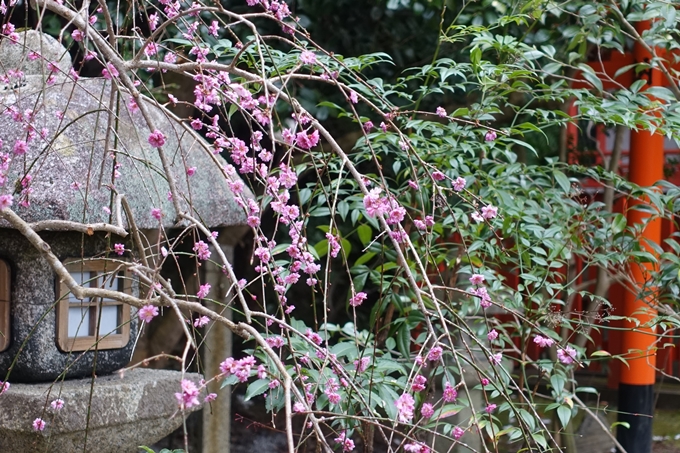 京都桜速報2019_10　No10