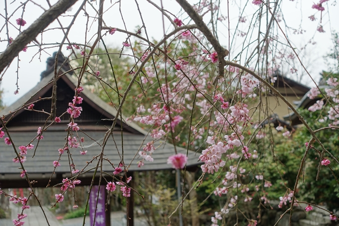 京都桜速報2019_10　No11