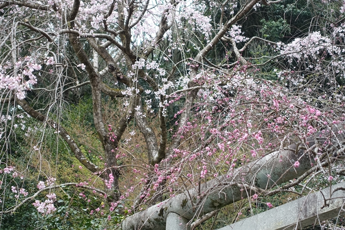 京都桜速報2019_10　No12