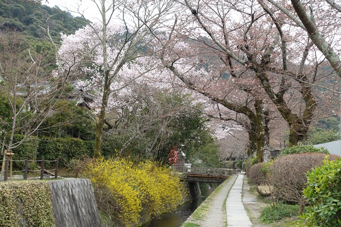 京都桜速報2019_09　No7