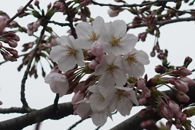 京都桜速報2019_09　No8