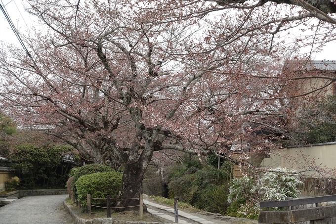 京都桜速報2019_09　No9