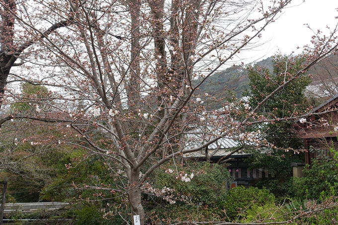 京都桜速報2019_09　No11