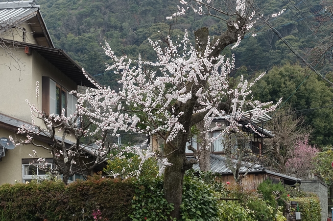 京都桜速報2019_09　No12