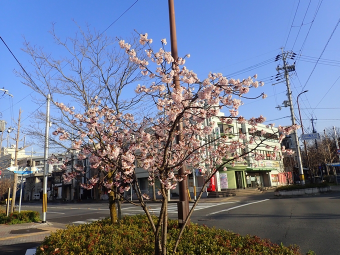 白川通北山_早咲き桜　No3