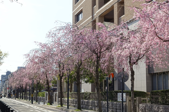 京都桜速報2019_37　No14