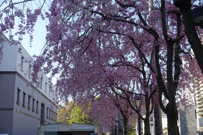 京都桜速報2019_37　No16