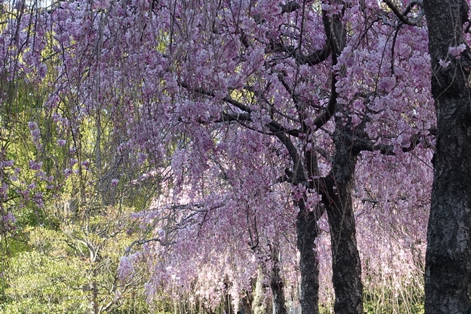 京都桜速報2019_37　No17