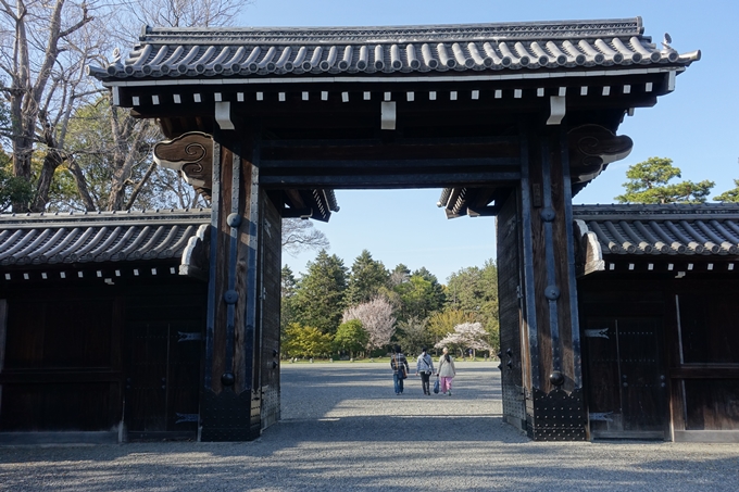 京都桜速報2019_38　No3