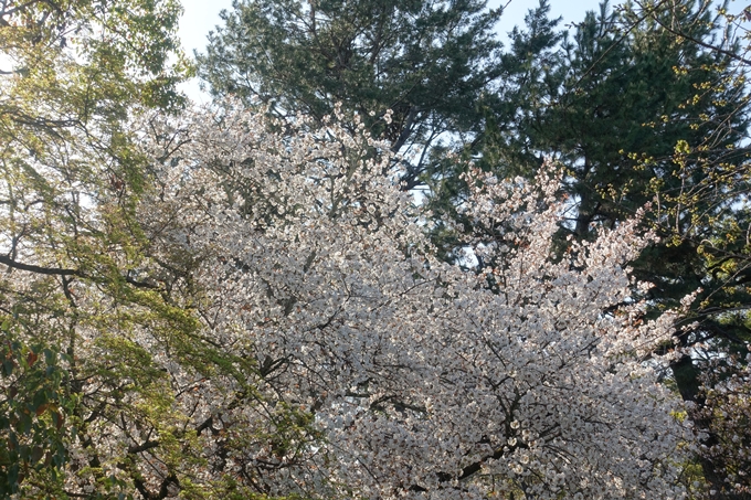 京都桜速報2019_38　No5