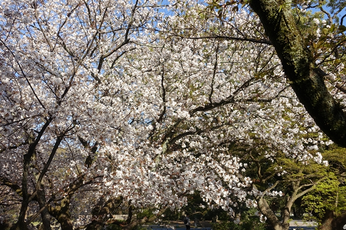 京都桜速報2019_38　No6