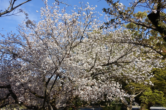 京都桜速報2019_38　No7