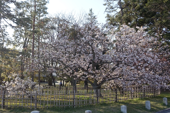 京都桜速報2019_38　No8