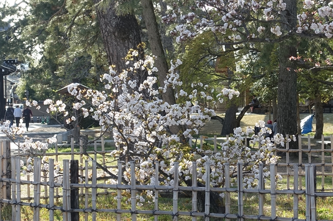 京都桜速報2019_38　No9