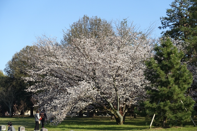 京都桜速報2019_38　No11