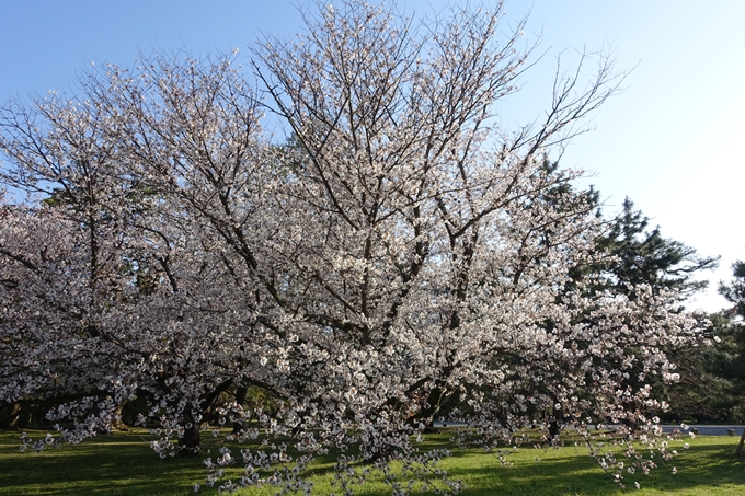 京都桜速報2019_38　No12