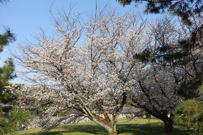 京都桜速報2019_38　No13