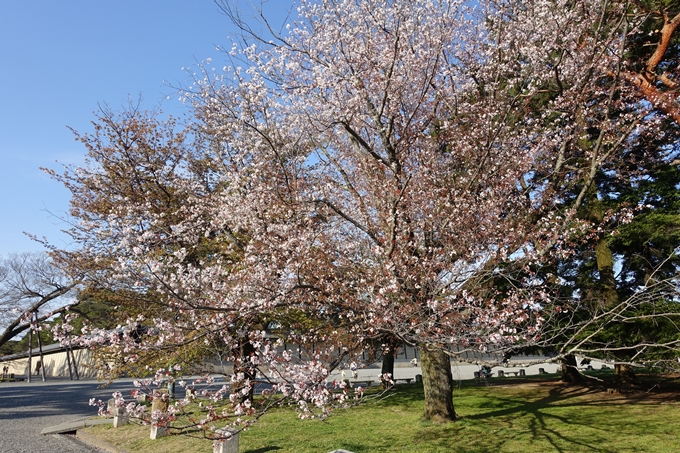 京都桜速報2019_38　No14