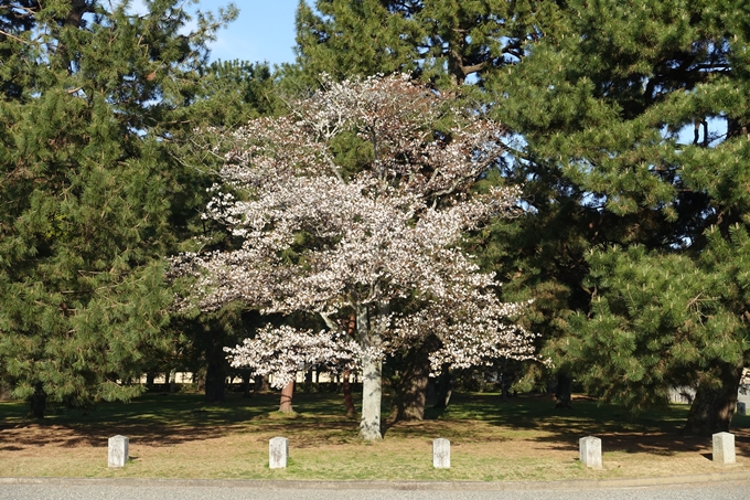 京都桜速報2019_38　No15