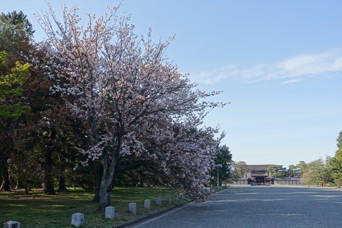 京都桜速報2019_38　No16